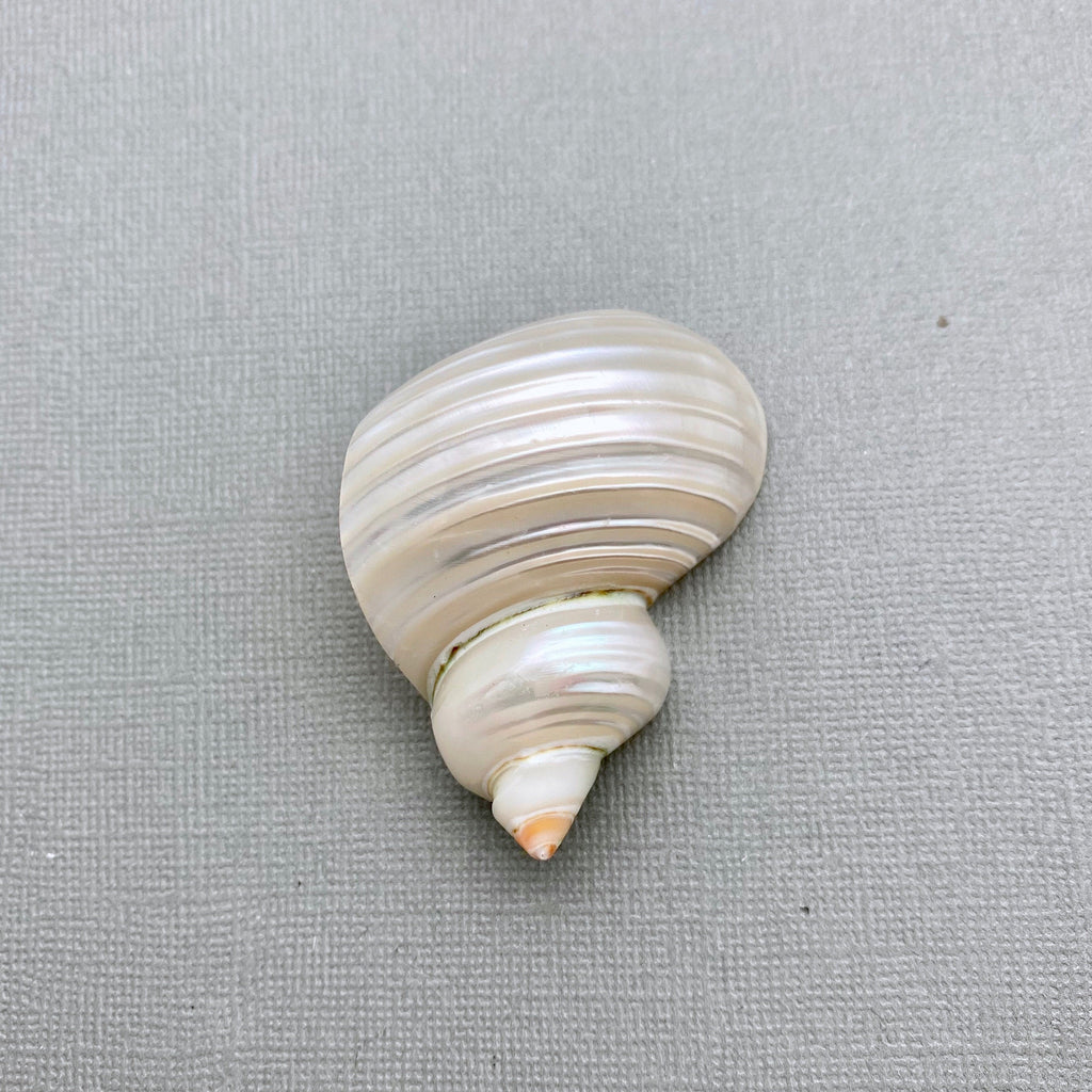 Mother Of Pearl Spiral Shell Pendant (MOPP1)